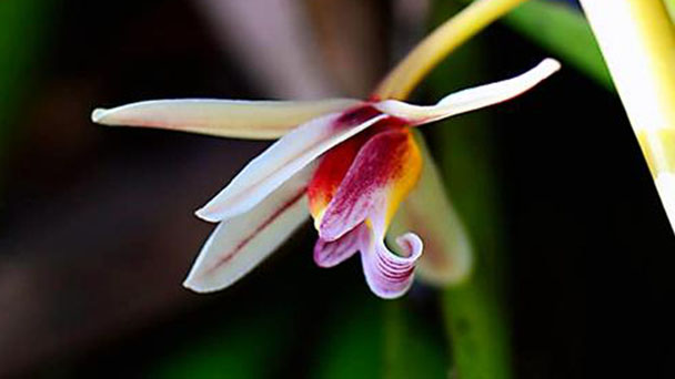 Cymbidium Aloifolium Profile