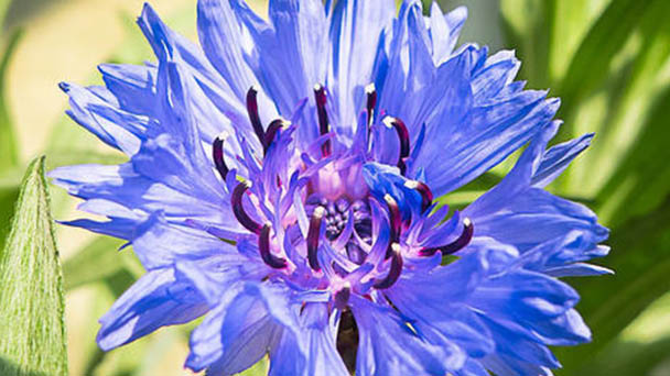 Bachelors Button Flower Profile: Plant Facts, Care & Growing Guide