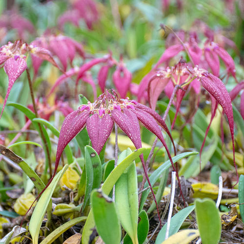 Bulbophyllum rothschildianum profile