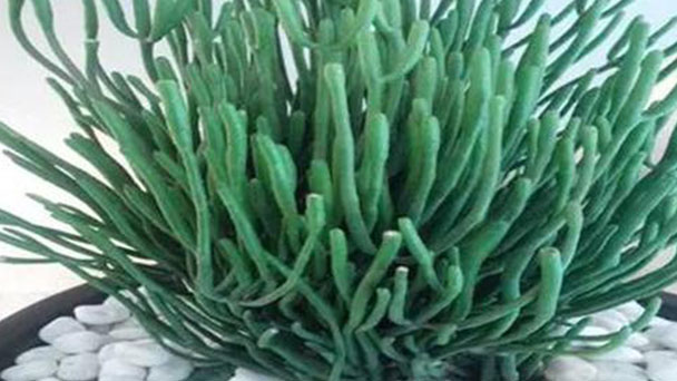Pencil Cactus (Euphorbia Tirucalli) Profile: Plant Info & Care Guide