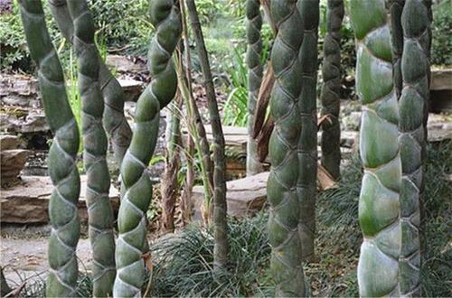 Tortoise- Shell Bamboo