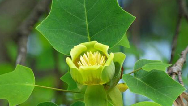 Liriodendron Chinense (Chinese Tulip Tree) Profile