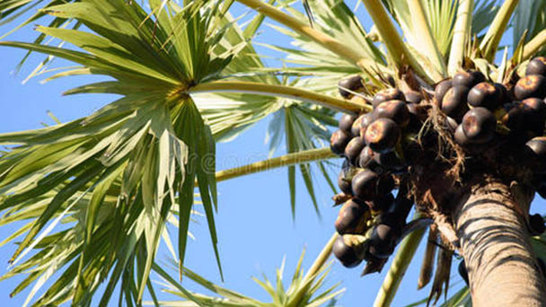 Sugar palm (Arenga pinnata) profile