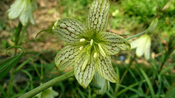 Fritillaria thunbergii (Thunberg Fritillary) profile