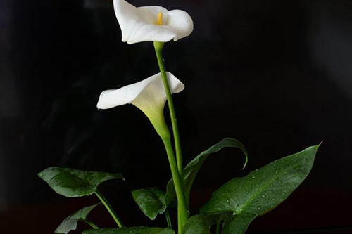 Zantedeschia albo-maculata