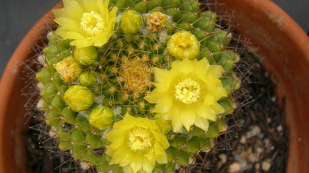 Cumings crown cactus (Rebutia neocumingii) profile