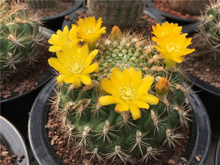 Cumings crown cactus