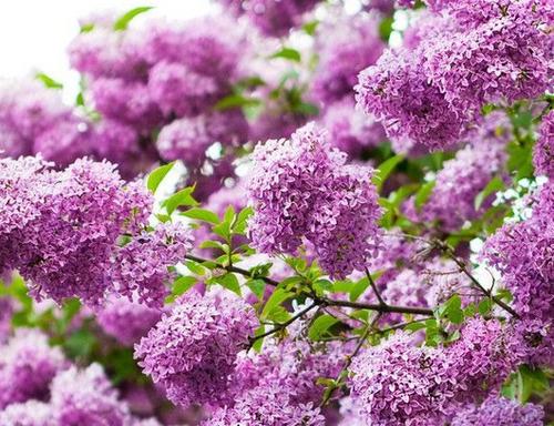 Japanese tree lilac