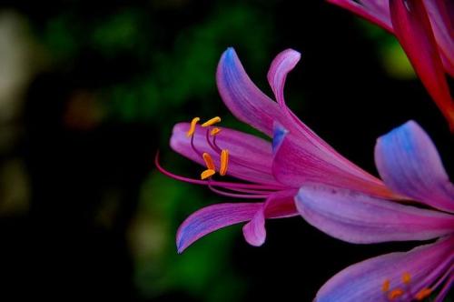 Electric Blue Spider Lily