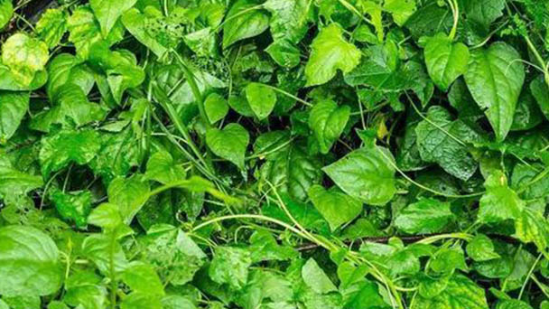 Malabar spinach (Basella rubra) profile