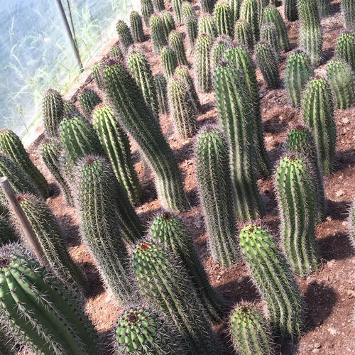 Organ pipe cactus