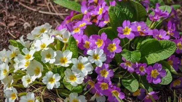 Yellow Alyssum (Basket of Gold Plant) Profile: Care & Growing Guide