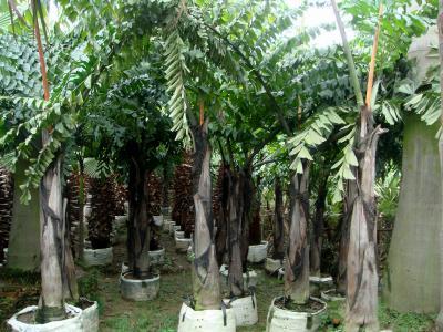 Best Indoor Tree - Fishtail Palm