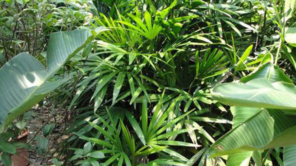 Bamboo palm (lady palm) profile
