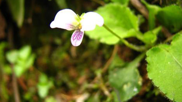 Viola diffusa profile
