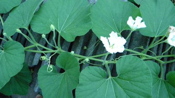 Calabash (Lagenaria siceraria) profile