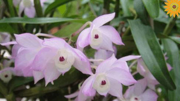 Dendrobium aphyllum (hooded orchid) profile