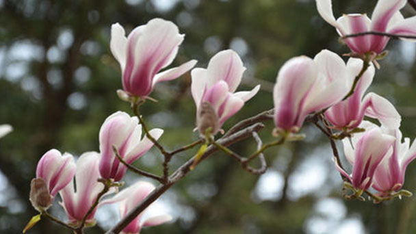 Saucer Magnolia Tree (Magnolia Soulangeana): Info, Care & Growing Guide