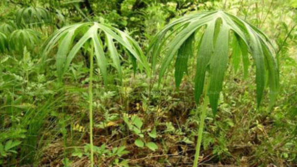 Syneilesis aconitifolia (shredded umbrella plant) plant