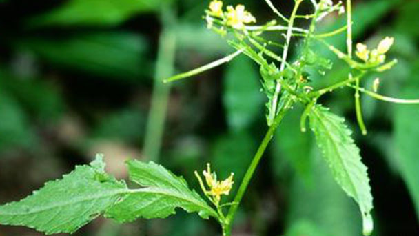 Woodland Draba (Draba nemorosa) profile