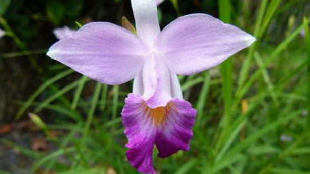 Bamboo Orchid (Arundina graminifolia) profile