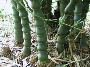 Buddha Belly Bamboo