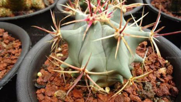 Ferocactus emoryi (Emory's Barrel Cactus) profile