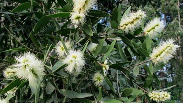 Weeping paperbark (Melaleuca leucadendron) profile