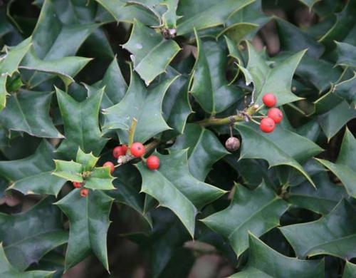 Chinese holly