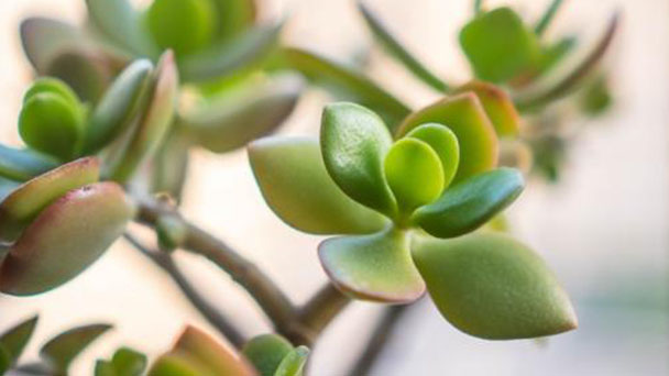 Crassula Portulacea: how to grow and care for jade plant