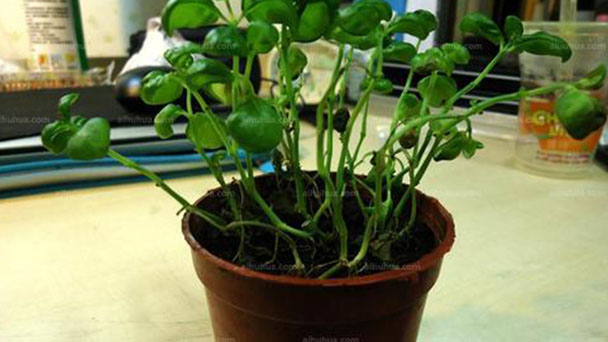 Baby Tears Plant (Soleirolia Soleirolii) Profile