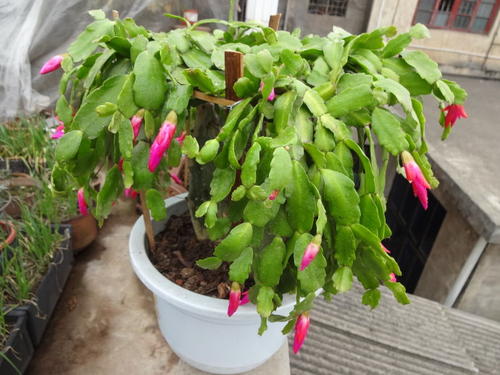Christmas Cactus - most common house plant
