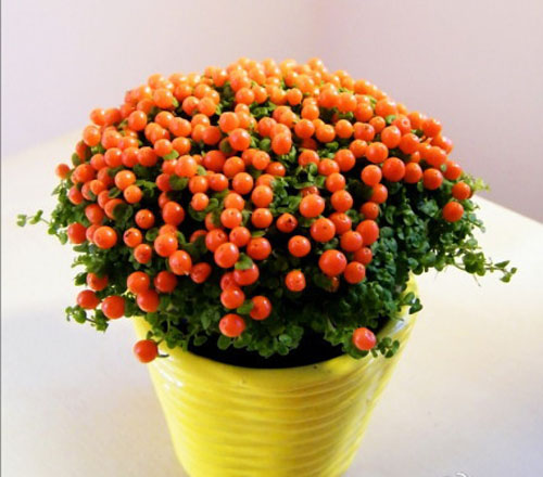 Coral bead plant