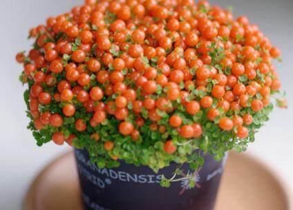 Coral bead plant