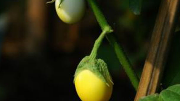 Eggplant (Solanum melongena) profile