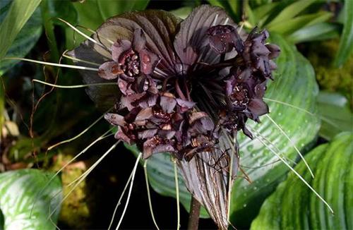 Bat flower