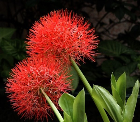 Blood lily