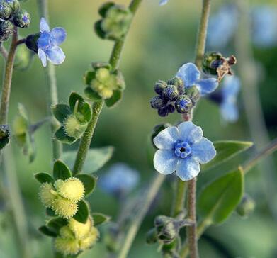 Chinese forget-me-not