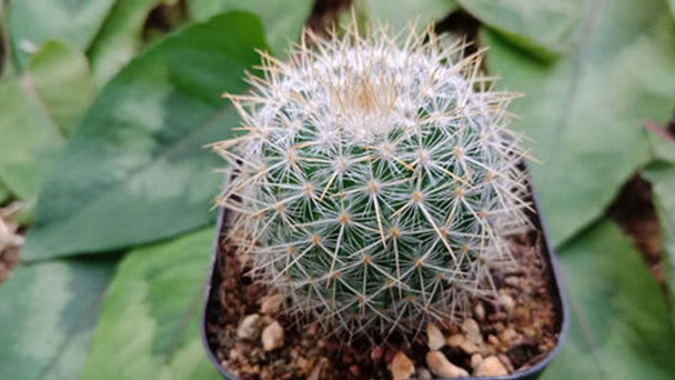 Indian head cactus (Parodia ottonis) profile