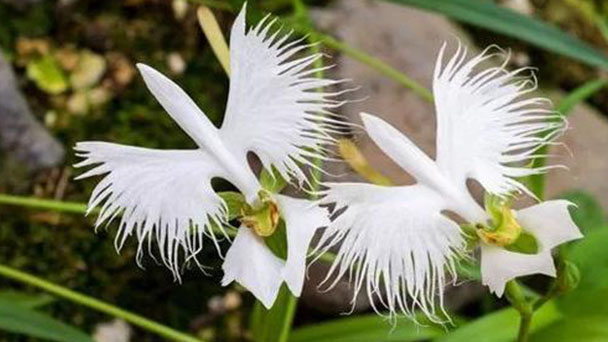 Peristeria Elata (Dove Orchid) Profile: Info & Care Guide