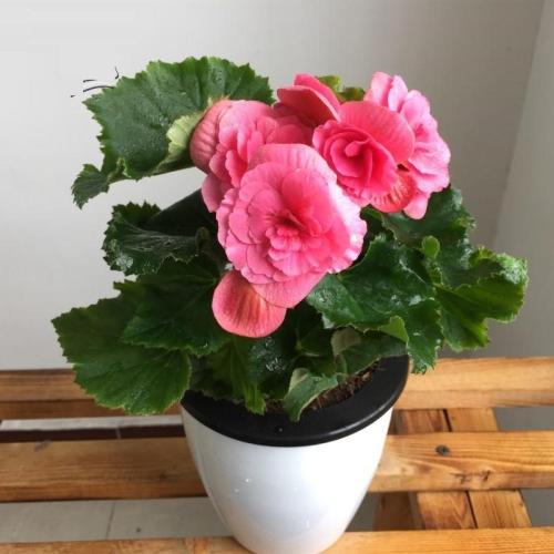 8 best flowering plants for pots