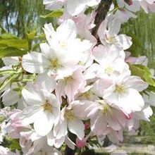 Cherry blossom festival & Cherry blossom varieties