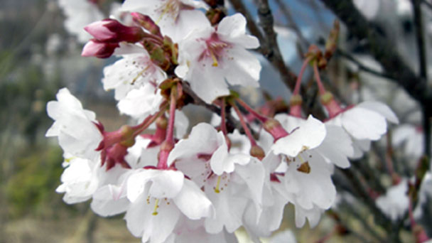 Cherry blossom festival & Cherry blossom varieties