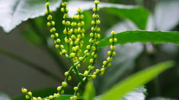 Chloranthus spicatus profile