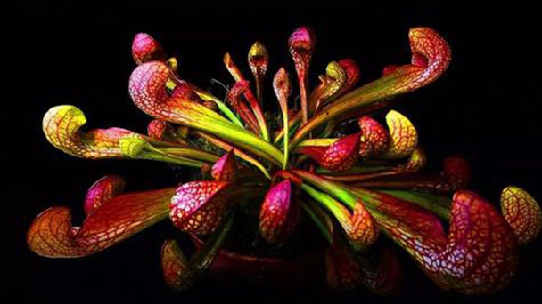 Parrot pitcher plant (Sarracenia psittacina) profile