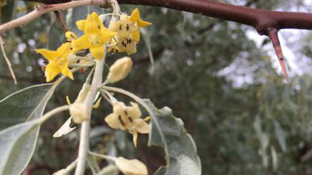 Russian olive (Elaeagnus angustifolia) profile