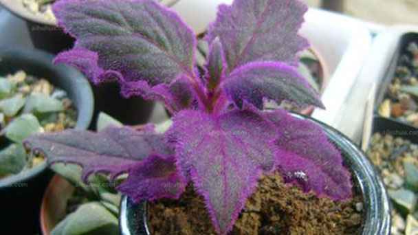 Velvet plant (Gynura aurantiaca) profile