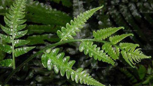 Vegetable fern (Diplazium esculentum) profile