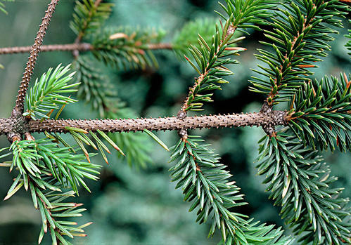 Chinese spruce