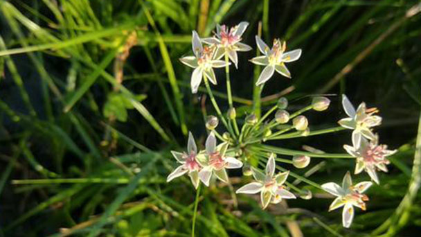 Flowering rush (Butomus umbellatus) profile